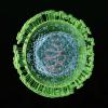 Впервые учёные убили спящий вирус герпеса в клетках человека