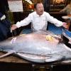 Голубого тунца продали за 1,8 миллиона долларов