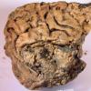 Загадочный мозг сохранился, пролежав в земле тысячи лет