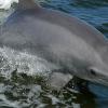 Ультразвук поможет спасти от вымирания редких дельфинов