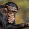 Как шимпанзе ведут себя в детской комнате