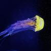 Ученые превратили обычную медузу в киборга