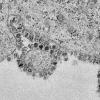 Размножение коронавируса впервые показали на фото