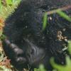 Четырех редких горилл убило молнией