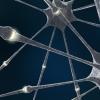 Живые и искусственные нейроны связали через интернет
