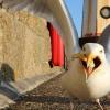 Почему чайки так падки на объедки: новое исследование