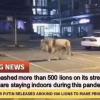 Новый фейк про РФ: 500 львов на улицах для соблюдения карантина