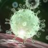 Найдены новые очаги размножения коронавируса