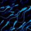 Движение это жизнь: кинематика сперматозоидов