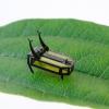 В США создан робот-жук, работающий на метаноле