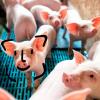 Huawei не разводит свиней, но помогает другим делать это