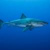 Физика в мире животных: как акулы ориентируются при помощи магнитного поля Земли