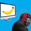Компанию Neuralink Илона Маска обвиняют в том, что она подвергала обезьян «чрезвычайным страданиям»