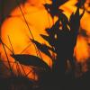 Жизнь во тьме: выращивание растений без фотосинтеза