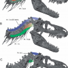 Цифровая палеонтология: как информационные технологии помогают изучать динозавров