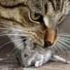 Энтузиаст создал заслонку с ИИ, чтобы помешать своей кошке приносить в дом мёртвых мышей и птиц