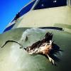 Ростех стреляет курицами в стекла самолетов