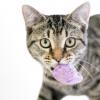 Известная, но очень странная кошачья повадка: кошки, приносящие игрушку — это эволюционная загадка